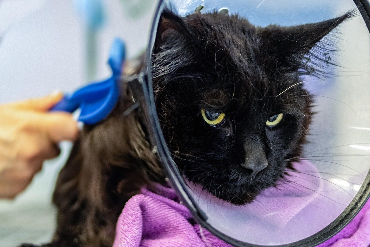 Professional Grooming at Designer Paws Salon