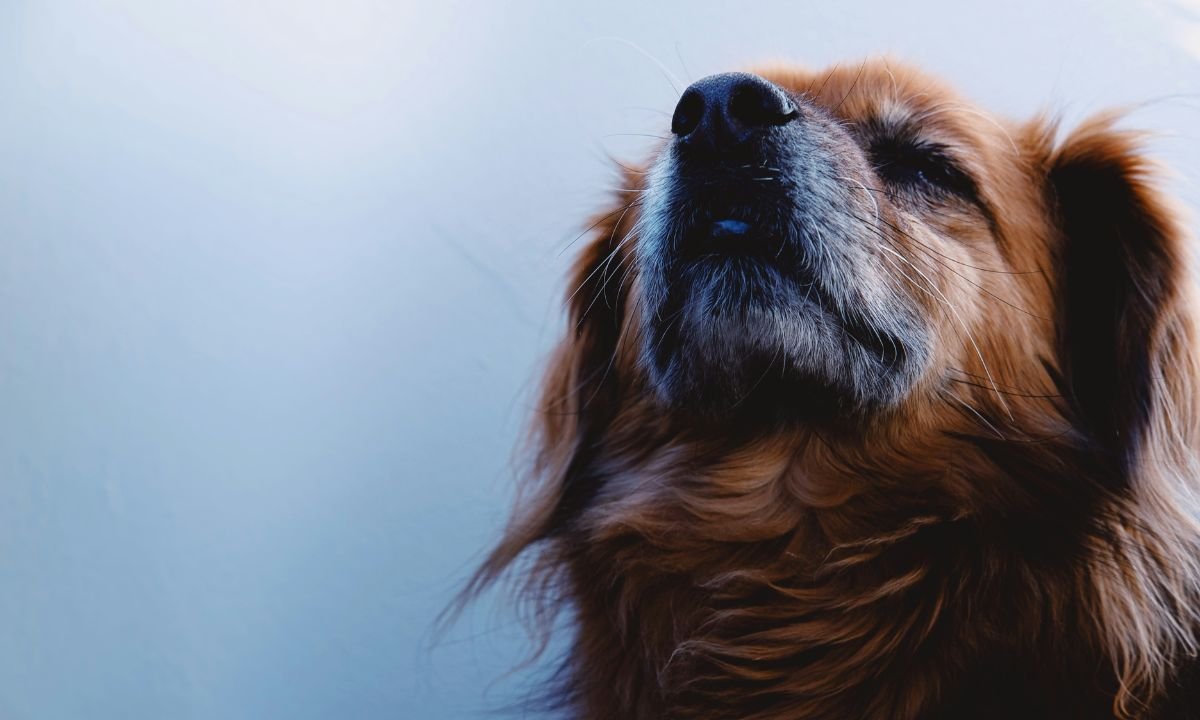 How Dogs Boost Your Well-Being