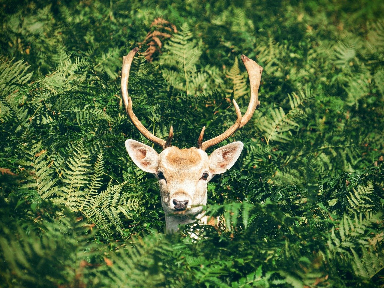 mygreenbucks .net