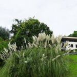 Pampas Grass